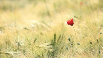 poppy-1144084_1920