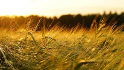 barley-1117282_1920