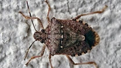 La punaise marbrée, Halyomorpha halys.