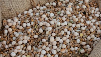 Le froment et le pois protéagineux d’hiver sont récoltés ensemble en grains secs.
