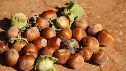 hazelnuts-3663419_1920