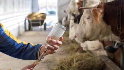 Pour la première fois en 2019, l’AFMPS a transmis à tous les vétérinaires traitant des porcs,  de la volaille ou des veaux de boucherie un rapport leur indiquant la quantité  d’antibiotiques qu’ils avaient prescrits en comparaison avec les autres vétérinaires.