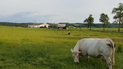 Selon une étude technico-économique réalisée dans le cadre du projet BlueSel, au plus la Bleue Mixte est liée à l’herbe, au plus elle est rentable.