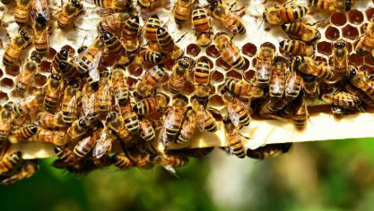 honey-bees-401238_1920