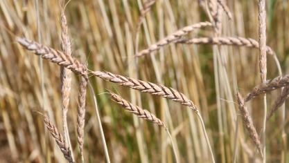 La Commission met notamment en évidence une consommation insuffisante de céréales complètes par les citoyens européens.