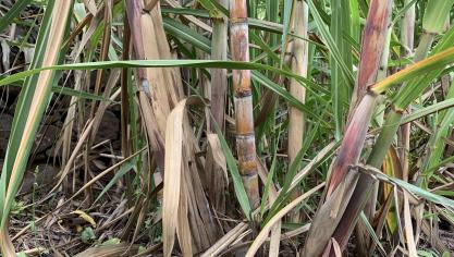 En hausse de 4,5
%, les prix du sucre profitent d’une baisse de la production de la canne en Inde et en Thaïlande, et d’une forte demande mondiale.