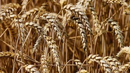 wheat-3524861_1920