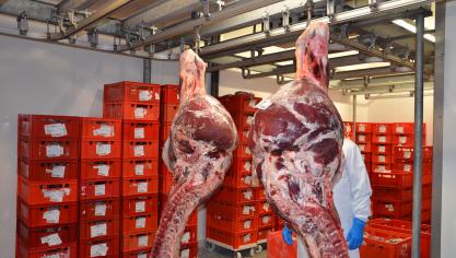 Au-delà de l’aspect strictement financier, le transport de viande et de carcasses a également un impact environnemental inférieur à celui du transport d’animaux vivants.