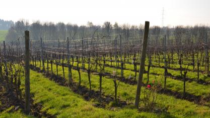 La vigne connaît aujourd’hui un engouement croissant en Wallonie. Avant de se lancer dans l’aventure, il faut toutefois bien réflechir et se poser les bonnes questions car convertir une terre agricole en vignoble n’est jamais une opération rentable dans l’immédiat.