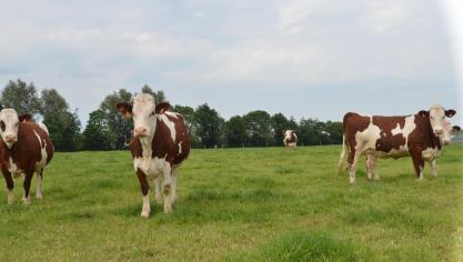 Pour Jean-Bernard Ronckier, ses vaches ne doivent jamais descendre sous la moyenne de 28l/jour de production. Pour ce faire, il peut compter sur des fourrages d’une très bonne qualité.