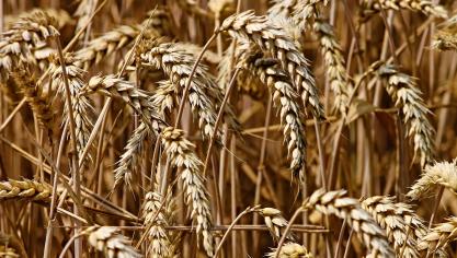 wheat-3524861_1920 (1)