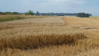 Lors de la saison dernière, quelque 1.300 ha de culture ont été engagés  dans la variante «céréales sur pied», laissant ainsi pour les oiseaux un gîte et un couvert  sur plus de 300 sites recouvrant une superficie totale de 130 ha.