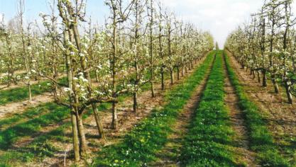 Poiriers adultes conduits en fuseau.