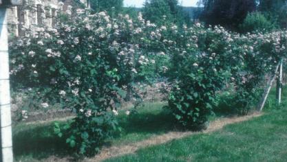 Les variétés de ronces non épineuses sont de loin préférables
 lors de la taille, et surtout de la récolte des fruits.