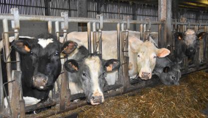 La Commission européenne devrait publier une évaluation de la stratégie actuelle sur le bien-être animal, courant 2020.