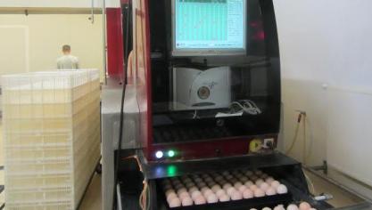 La réduction de la teneur en protéines de la ration alimentaire des grands parentaux et parentaux affecte leur taux de ponte, le poids des œufs et le taux d’éclosion. Par contre, l’humidité de la litière diminue ce qui réduit aussi les lésions aux pattes.