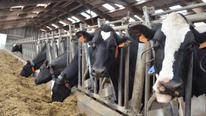 Pour Emilie Knapp, il y a lieu de soutenir l’ingestion au tarissement pour garder une consommation de la ration maximalisée en fin de gestation afin que la haute productrice reprenne le vite possible son rythme normal après vêlage.