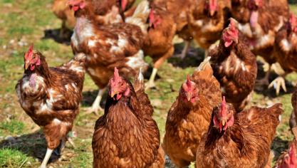 chicken-4155959_1920 (1)