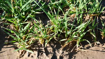 Pour estimer les populations de pucerons en céréales, il convient de prélever au transplantoir une centaine de plantules, examiner toutes les feuilles et surtout la base des talles (bien dégager la terre au bas des plantes).