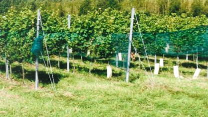 Vignes en haie Guyot.