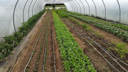 Quelque 350 maraîchers sont actifs dans la production de légumes – plein air et sous abri – pour le marché du frais en Wallonie; dont 50
% exercent le métier à titre principal.