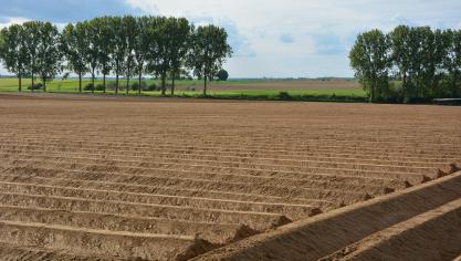 Les producteurs de pommes de terre sont parmi les plus nombreux  à conclure des contrats avec l’agro-industrie.
