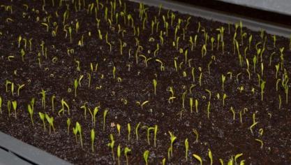 Pour qui voudrait les semer ce printemps, un test pratique très simple et indispensable permet de vérifier le pouvoir de germination des graines de 2019.
