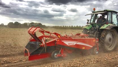La nouvelle aligneuse à légumes de la série WV est disponible  en trois largeurs de travail (1,40 m, 1,65 m et 1,80 m).