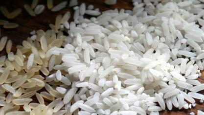 rice-498688_1920