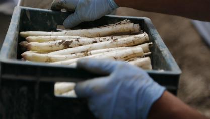 Près de 300.000 saisonniers étrangers viennent habituellement renforcer chaque année ses exploitations allemandes totalement dépendantes de cette main d