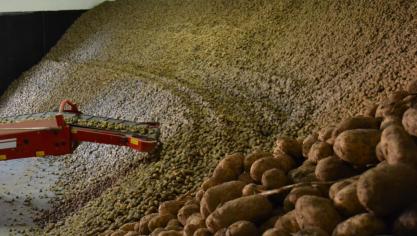 Selon Belpotato, les producteurs orientés vers la longue conservation seront certainement confrontés à des pertes importantes.