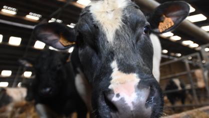 La situation en Italie se répercute sur l’ensemble du marché européen de la viande bovine.  A moyen terme, la crise économique qui risque de toucher l’Europe pourrait en ralentir la consommation.