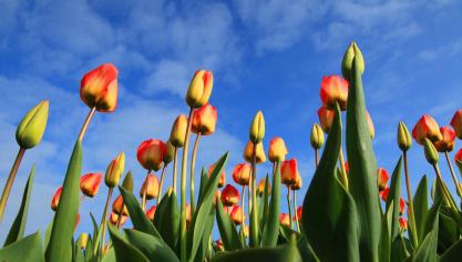En raison de la pandémie, le plus grand marché aux fleurs du monde se transforme chaque jour en cimetière géant.