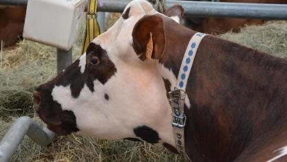 La vente de lait cru au consommateur final est aujourd’hui possible en France sur simple déclaration du producteur, en ordre sur le plan sanitaire.