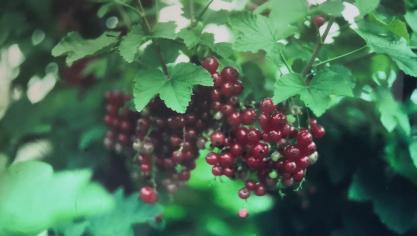 Pour les variétés de groseilliers  à grappes rouges, la récolte  peut être échelonnée sur 5  à 6 semaines par association  de plusieurs variétés.