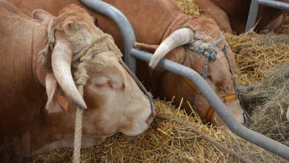 L’organisation syndicale française demande pour les producteurs de viande bovine une revalorisation d'un euro le kilo, soit une hausse théorique du prix au consommateur de 15 centimes d’euro par steak.