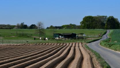 Début de semaine, les plantations prévues pour cette année étaient réalisées à plus de 50
%.
