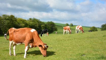 Du côté du lait, l’aide au stockage privé concernera la poudre de lait écrémé, le beurre et le fromage. L’ensemble des mesures d’urgence proposées par la Commission européenne devrait être adopté avant la fin de ce mois après un vote des États membres.