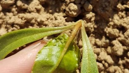 Il est impératif de réaliser des observations dès le stade cotylédonnaire - 2 feuilles et d’intervenir avec Teppeki ou Movento dès que le seuil de 2 pucerons verts aptères par 10 plantes est atteint.