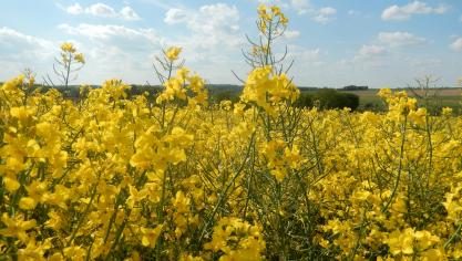 Des fleurs et des siliques! La floraison aura bénéficié d’un ensoleillement record, mais connu aussi des températures extrêmes (gel nocturne et températures supérieures à 20°C).