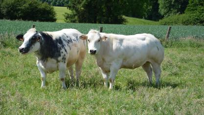 Dans ses discussions avec le Mexique, la Commission européenne a accepté des contingents d’importations annuels de 20.000
t de viande bovine à droits de douane réduits.