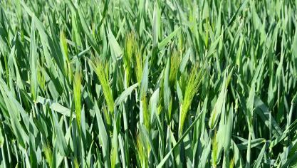 Les premières barbes étaient de sortie, début de semaine, dans les variétés d’escourgeon les plus précoces.