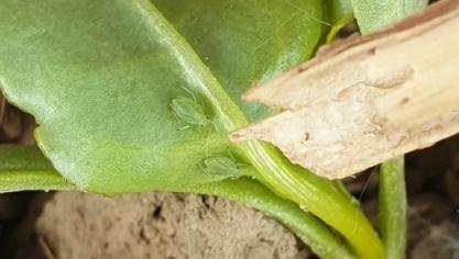 Attention aux pucerons verts aptères! Le seuil nécessitant une intervention est de 2 individus par 10 plantes. Il est atteint dans plus de la moitié des parcelles suivies par l’Irbab.