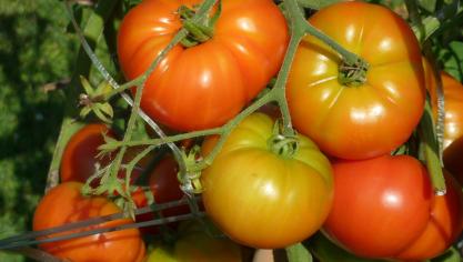 TOMATES