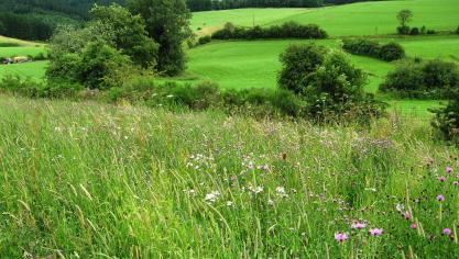 La biodiversité des prairies nécessite que nous comptions 40.000 hectares qui ne sont pas fauchés avant l’été ou sont pâturés avec des très faibles charges. Grâce à l’agroenvironnement, on est à la moitié du chemin.