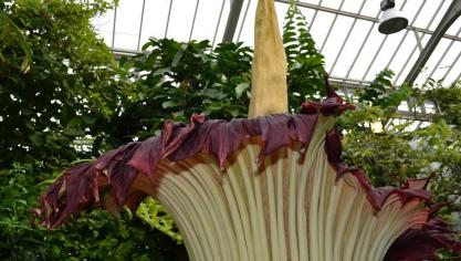 Une floraison qui mérite tous les superlatifs a commencé au Jardin botanique à Meise le mercredi 13 juillet à 11h. Le phénomène durera 72 heures!
