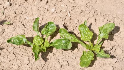 Un à deux traitements insecticides ont été effectués jusqu’ici dans la majorité des parcelles, estime l’Irbab.