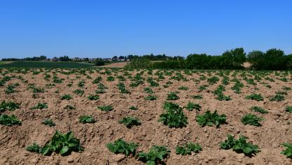 Les pommes de terre développent leur système racinaire pour chercher le peu d’humidité qui reste dans les buttes.