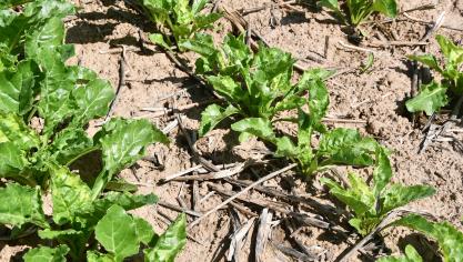 L’institut de la betterave conseille de rester vigilant vis-à-vis des pucerons, tout en veillant à épargner les insectes utiles!