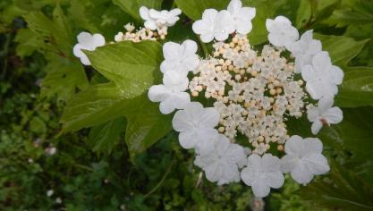 Parmi les espèces recherchées,  figure la viorne.